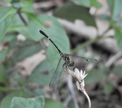 Nannophlebia eludens