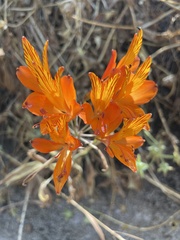 Alstroemeria ligtu simsii