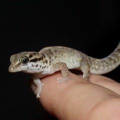 Gonatodes antillensis