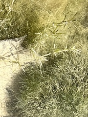 Najas guadalupensis