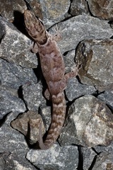 Gonatodes antillensis