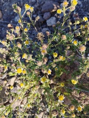 Perityle emoryi