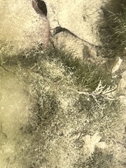 Najas guadalupensis