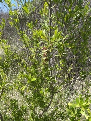 Bursaria spinosa spinosa
