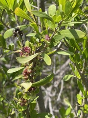 Bursaria spinosa spinosa