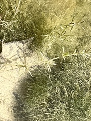 Najas guadalupensis