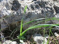 Zephyranthes drummondii