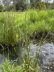 Philydrum lanuginosum