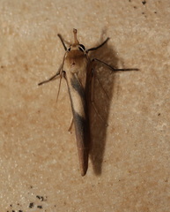 Calamidia hirta