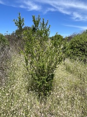 Bursaria spinosa spinosa