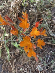 Alstroemeria ligtu