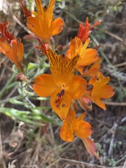 Alstroemeria ligtu