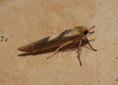 Calamidia hirta