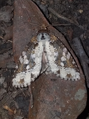 Disphragis tharis