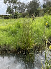 Philydrum lanuginosum