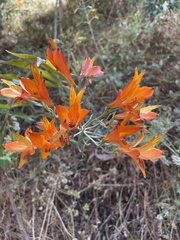 Alstroemeria ligtu