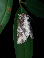 Disphragis tharis