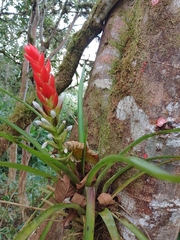 Guzmania monostachia