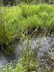 Philydrum lanuginosum