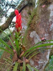 Guzmania monostachia