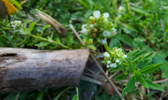 Spermacoce verticillata