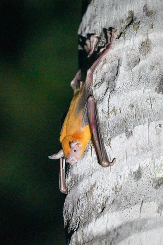 Greater Bulldog Bat
