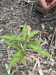 Persicaria attenuata