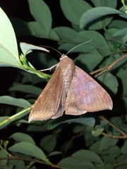 Ophisma