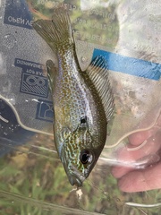 Lepomis aquilensis