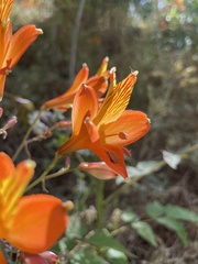Alstroemeria ligtu simsii