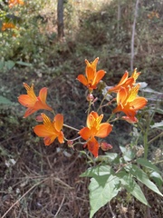 Alstroemeria ligtu simsii