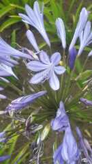 Agapanthus