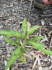 Persicaria attenuata
