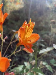 Alstroemeria ligtu simsii