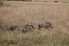 Phacochoerus africanus massaicus