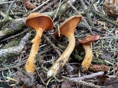 Hygrophoropsis