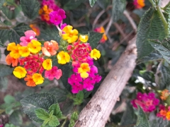 Lantana horrida