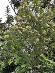 Montanoa
