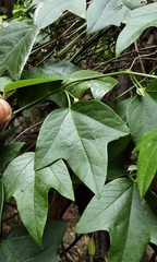 Passiflora herbertiana