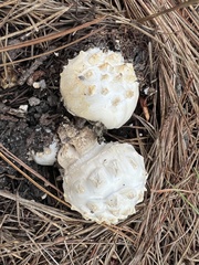 Amanita magniverrucata