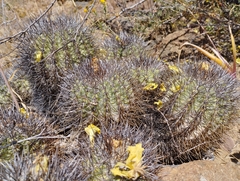 Copiapoa coquimbana