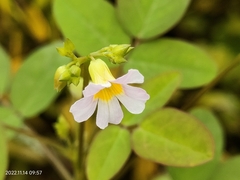 Oxalis barrelieri