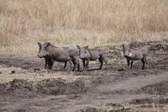 Phacochoerus africanus massaicus