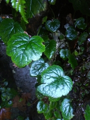 Tolmiea diplomenziesii