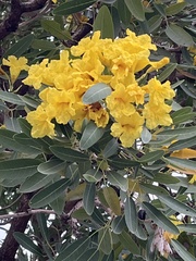 Cascabela thevetioides