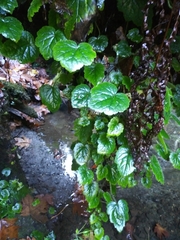 Tolmiea diplomenziesii