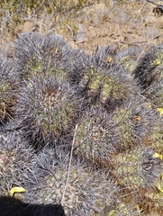 Copiapoa coquimbana