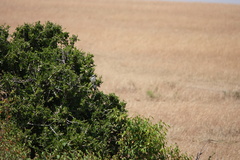 Lanius excubitoroides