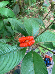 Palicourea tomentosa