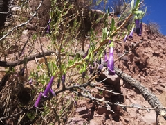 Dunalia spinosa